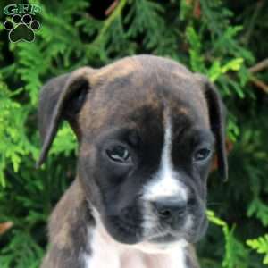Tucker, Boxer Puppy