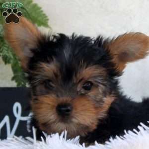 Tucker, Yorkie Puppy