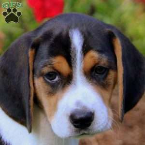 Tucker, Beagle Puppy