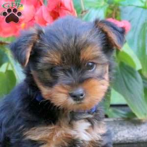 Tucker, Yorkie Puppy