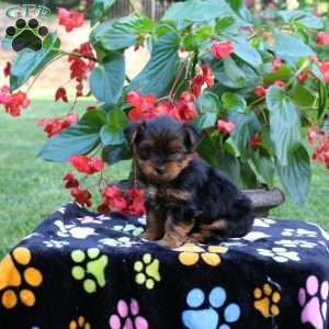 Tucker, Yorkie Puppy