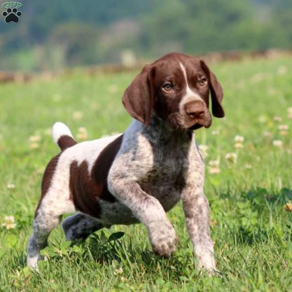 Tucker, German Shorthaired Pointer Puppy