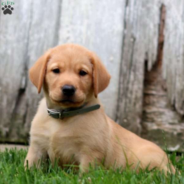 Tucker, Fox Red Labrador Retriever Puppy
