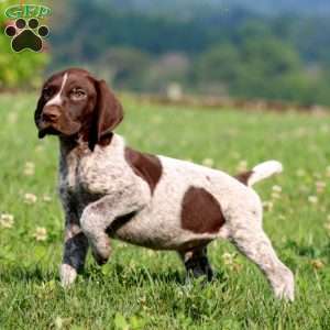 Tucker, German Shorthaired Pointer Puppy