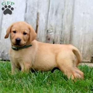 Tucker, Fox Red Labrador Retriever Puppy