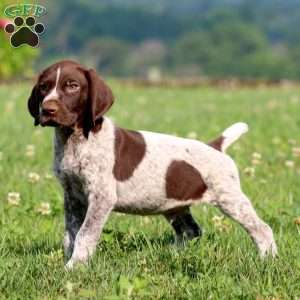 Tucker, German Shorthaired Pointer Puppy