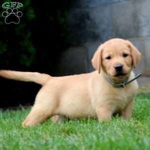 Tucker, Fox Red Labrador Retriever Puppy