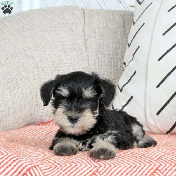 Tulip, Miniature Schnauzer Puppy