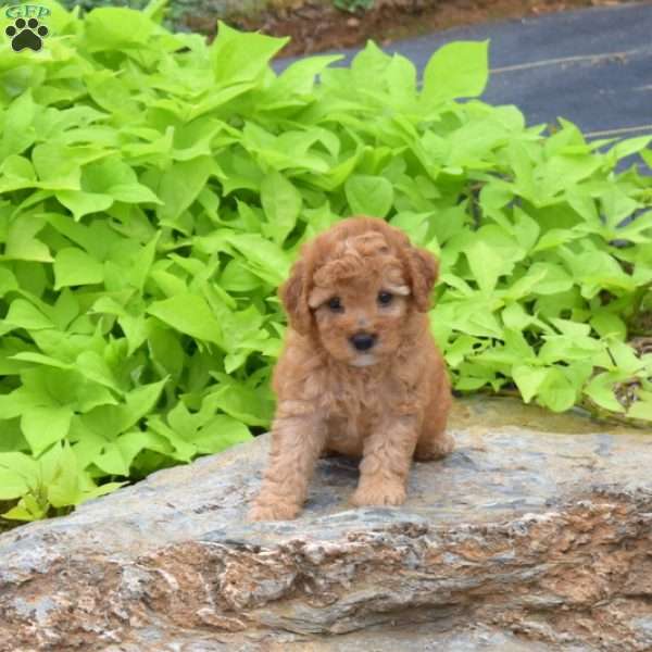 Tulip, Toy Poodle Puppy