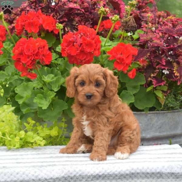Tulip, Cavapoo Puppy