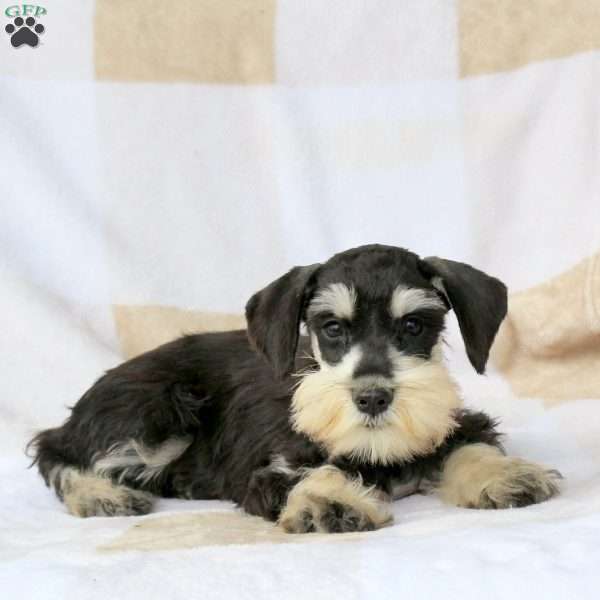 Tulip, Miniature Schnauzer Puppy