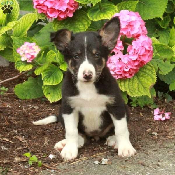 Tulip, Border Collie Puppy