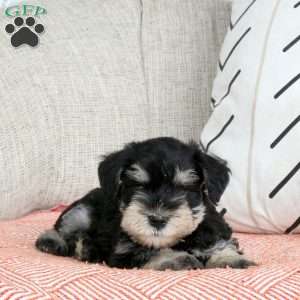 Tulip, Miniature Schnauzer Puppy