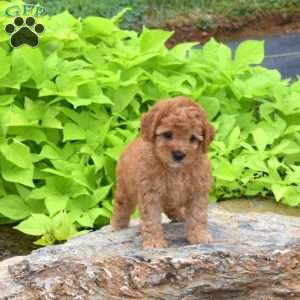 Tulip, Toy Poodle Puppy