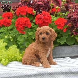 Tulip, Cavapoo Puppy