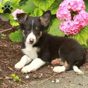 Tulip, Border Collie Puppy