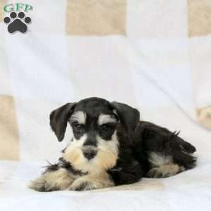 Tulip, Miniature Schnauzer Puppy