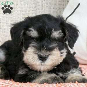 Tulip, Miniature Schnauzer Puppy