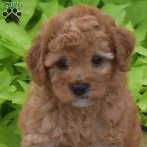 Tulip, Toy Poodle Puppy