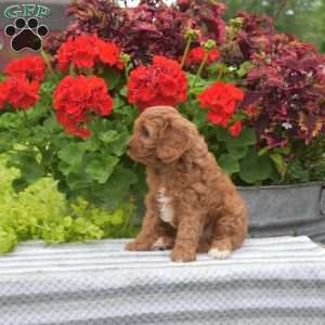Tulip, Cavapoo Puppy
