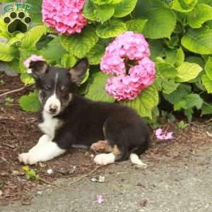 Tulip, Border Collie Puppy