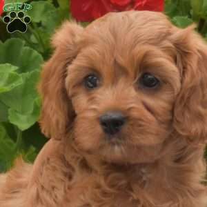 Tulip, Cavapoo Puppy