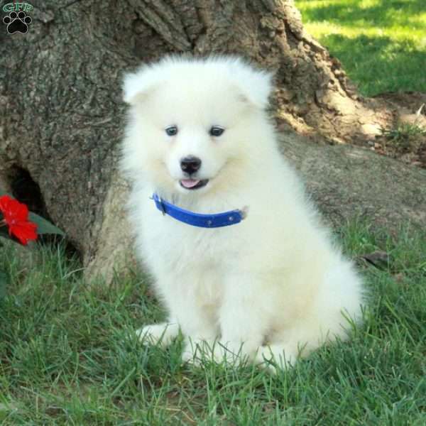 Tundra, Samoyed Puppy