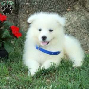 Tundra, Samoyed Puppy