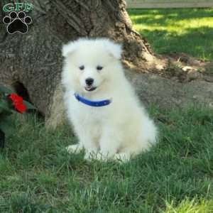 Tundra, Samoyed Puppy