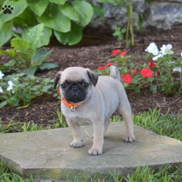 Turvey, Pug Puppy