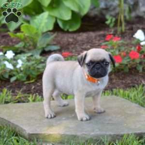 Turvey, Pug Puppy