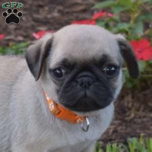 Turvey, Pug Puppy