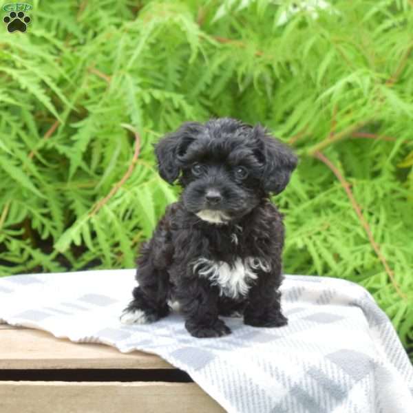 Tux, Yorkie Poo Puppy