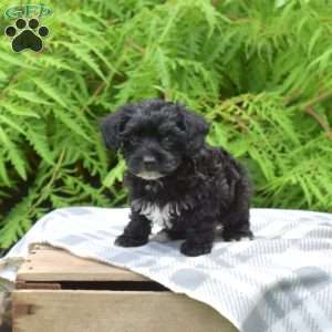 Tux, Yorkie Poo Puppy