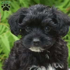 Tux, Yorkie Poo Puppy