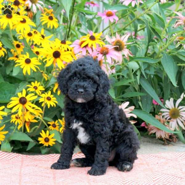 Twilight, Cockapoo Puppy