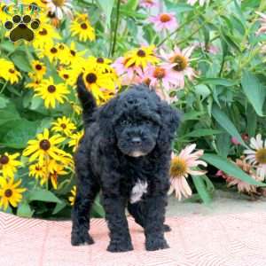Twilight, Cockapoo Puppy