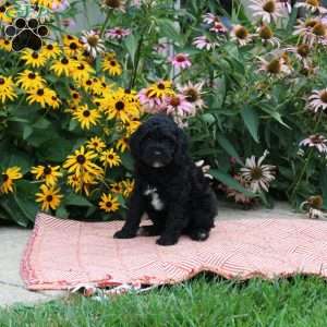 Twilight, Cockapoo Puppy