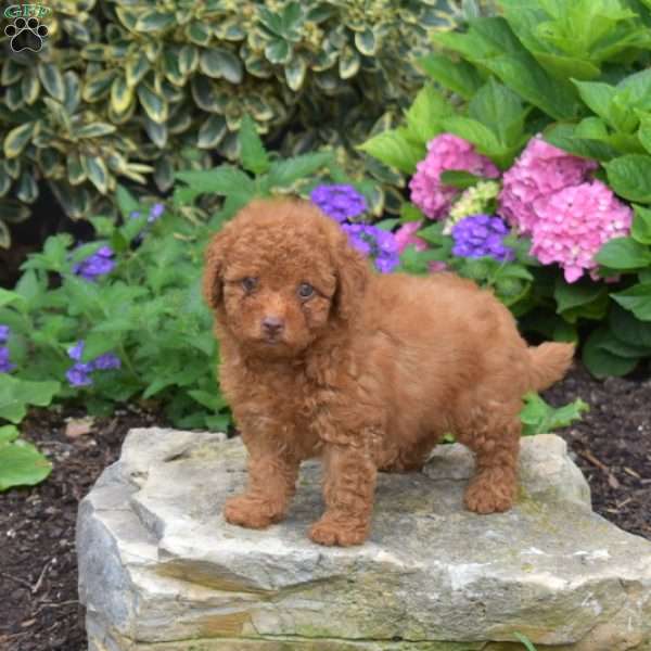 Tyler, Shih-Poo Puppy