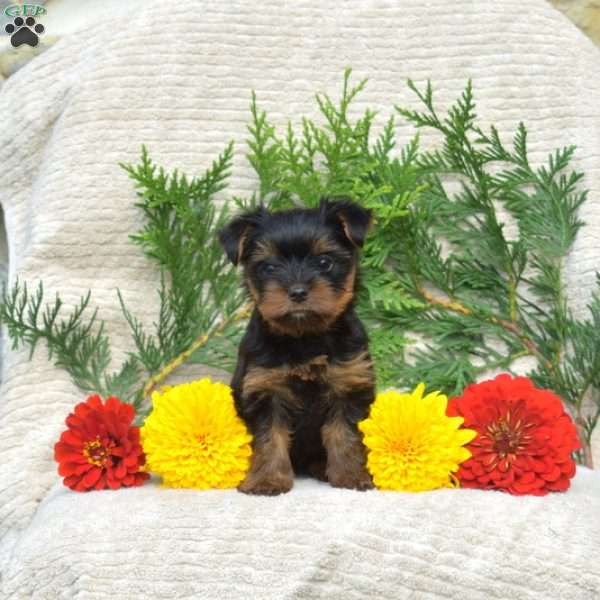 Tyler, Yorkie Puppy
