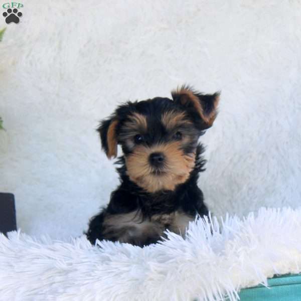 Tyler, Yorkie Puppy