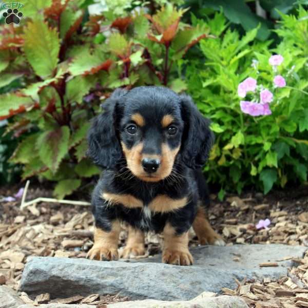 Tyler-Miniature, Dachshund Puppy