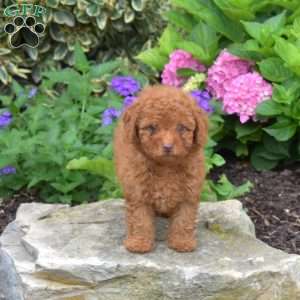 Tyler, Shih-Poo Puppy