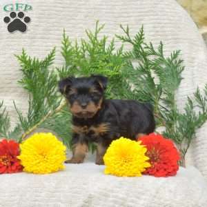 Tyler, Yorkie Puppy