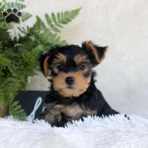 Tyler, Yorkie Puppy