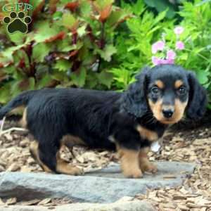 Tyler-Miniature, Dachshund Puppy
