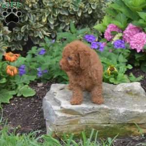 Tyler, Shih-Poo Puppy