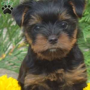 Tyler, Yorkie Puppy