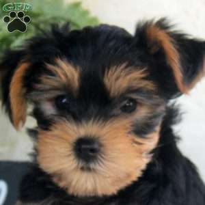 Tyler, Yorkie Puppy
