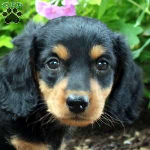 Tyler-Miniature, Dachshund Puppy